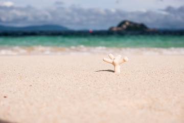 Coral on beach