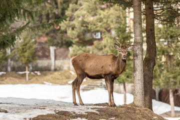 Fototapeta premium Peaceful deer resting under a tree in winter time, cold winter day