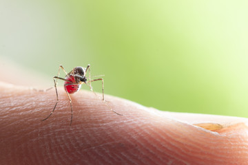 Aedes aegypti or yellow fever mosquito sucking blood on skin,Macro close up show markings on its legs and a marking in the form of a lyre on the upper surface of its thorax