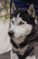 Sled dog Siberian husky.