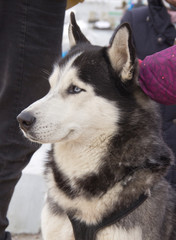 Sled dog Siberian husky.
