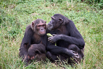 Chimpanzee couple sharing fruit