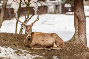 Peaceful deer resting under a tree in winter time, cold winter day