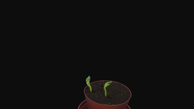 Time-lapse of growing bean Karmazyn (Vicia faba) seeds 5a4 in 4K PNG+ format with ALPHA transparency channel isolated on black background