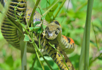 Snake (Rhabdophis tigrina) 31