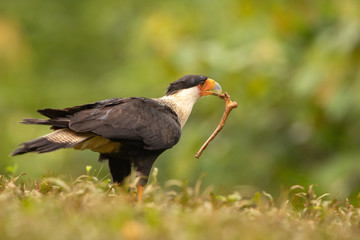 Crested Caracara in natural setting