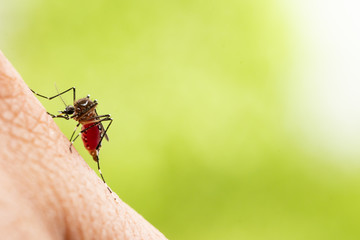 Aedes aegypti or yellow fever mosquito sucking blood on skin,Macro close up show markings on its...
