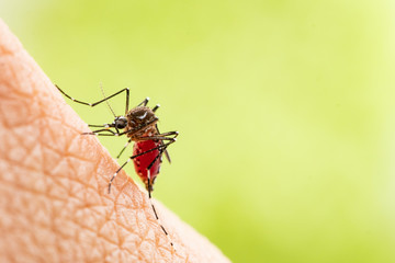 Aedes aegypti or yellow fever mosquito sucking blood on skin,Macro close up show markings on its legs and a marking in the form of a lyre on the upper surface of its thorax