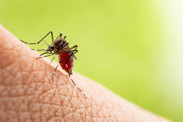 Aedes aegypti or yellow fever mosquito sucking blood on skin,Macro close up show markings on its legs and a marking in the form of a lyre on the upper surface of its thorax