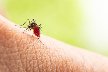 Aedes aegypti or yellow fever mosquito sucking blood on skin,Macro close up show markings on its legs and a marking in the form of a lyre on the upper surface of its thorax
