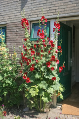 Fototapeta na wymiar Red Hollyhock flowers in an urban garden