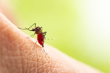 Aedes aegypti or yellow fever mosquito sucking blood on skin,Macro close up show markings on its legs and a marking in the form of a lyre on the upper surface of its thorax