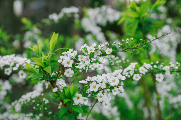 Fototapeta premium Flowering tree. White flowers on a background of bright green leaves.