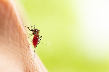 Aedes aegypti or yellow fever mosquito sucking blood on skin,Macro close up show markings on its legs and a marking in the form of a lyre on the upper surface of its thorax