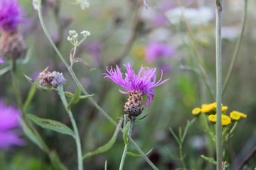 a field of summer flowers