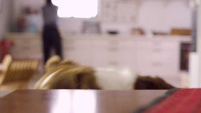 A dog sneaks and steals a smartphone from the living room table, close up four takes.mp4