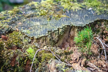 Young spruce seedlings and moss growing on dead wood