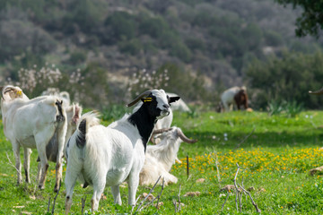 Herd of local white goats grazing in a meadow on a summer sunny day in the mountains. Mediterranean landscape