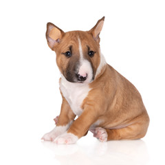 miniature bull terrier puppy sitting on white background