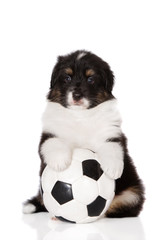 adorable puppy with a football ball posing on white background
