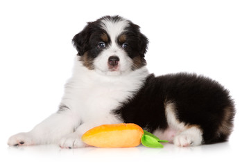 australian shepherd puppy lying down on white background