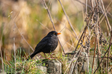 Common Blackbird by the river between branches