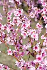 Fototapeta na wymiar Blossoming peach tree branches, the background blurred.