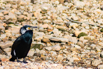 Fototapeta premium Cormoran comun