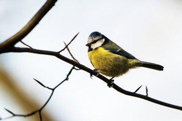 Blue Tit, Tit, Cyanistes caeruleus