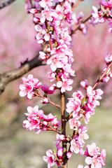 Blossoming peach tree branches, the background blurred.