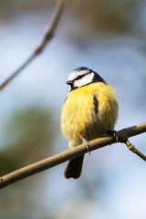 Blue Tit, Tit, Cyanistes caeruleus