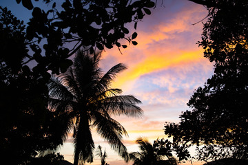 Fototapeta na wymiar Palm trees dramatic sky sunset background.