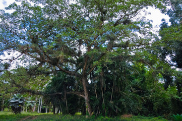 Botanischer Garten, Cienfuegos, Kuba
