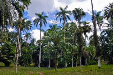 Fototapeta na wymiar Botanischer Garten, Cienfuegos, Kuba