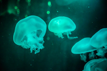 jellyfish in Aquarium