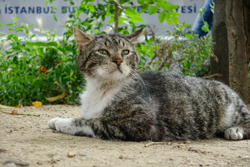 Naklejka na ściany i meble ISTANBUL, TURKEY Street cat