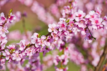 Blossoming peach tree branches, the background blurred.