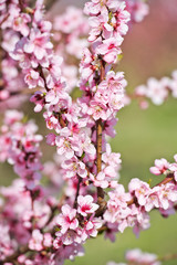 Blossoming peach tree branches, the background blurred.