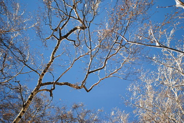 beautifulbranches of a tree 