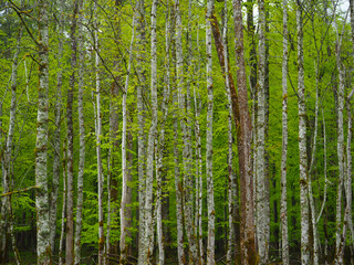 Birch forest in spring with bright green leaves - birch trunks