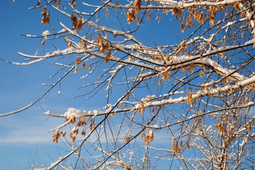 Obraz premium branches of a tree against blue sky
