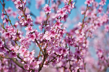 Blossoming peach tree branches, the background blurred.