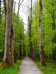Forest track in birch forest in spring 