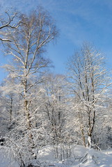 trees in winter against a clear blue sky