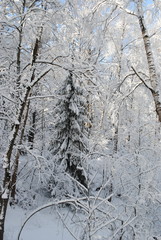 Fototapeta premium trees in winter