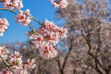 Obraz premium Almond trees in bloom
