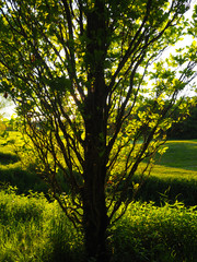 Illuminated silhouette of a tree with a green meadow in the background