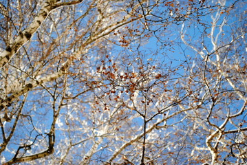 Obraz premium a birch