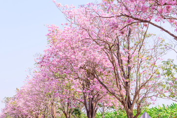 Fresh Pink trumpet tree row