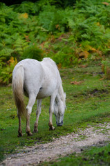 Obraz na płótnie Canvas A portrait of a wild New Forest pony, one of the recognised mountain and moorland or native pony breeds of the British Isles.
